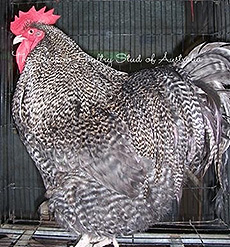 A Cuckoo Orpington cockerel.
