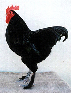 Langshan cockerel