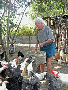 Clive feeds his flock