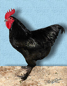 A champion Langshan cockerel